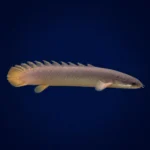 ماهی پولی معمولی (Bichir) سایز ۸ تا ۱۰ سانت