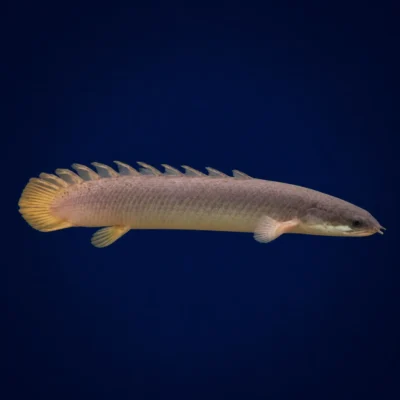 ماهی پولی معمولی (Bichir) سایز ۸ تا ۱۰ سانت