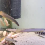 ماهی پولی معمولی (Bichir) سایز ۸ تا ۱۰ سانت | گوشت‌خوار - تصویر 2