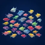 ماهی کالرفیش (Color Fish)