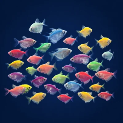 ماهی کالرفیش (Color Fish)