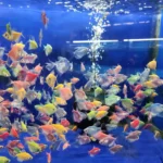 ماهی کالرفیش (Color Fish) | ماهی آکواریومی رنگی آب شیرین فروش به صورت دونه ای - تصویر 2