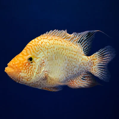 ماهی رد تگزاس نر اورسایز (Red Texas Cichlid)