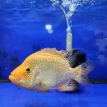 ماهی رد تگزاس نر اورسایز (Red Texas Cichlid) | شو فیش کلکسیونی - تصویر 2