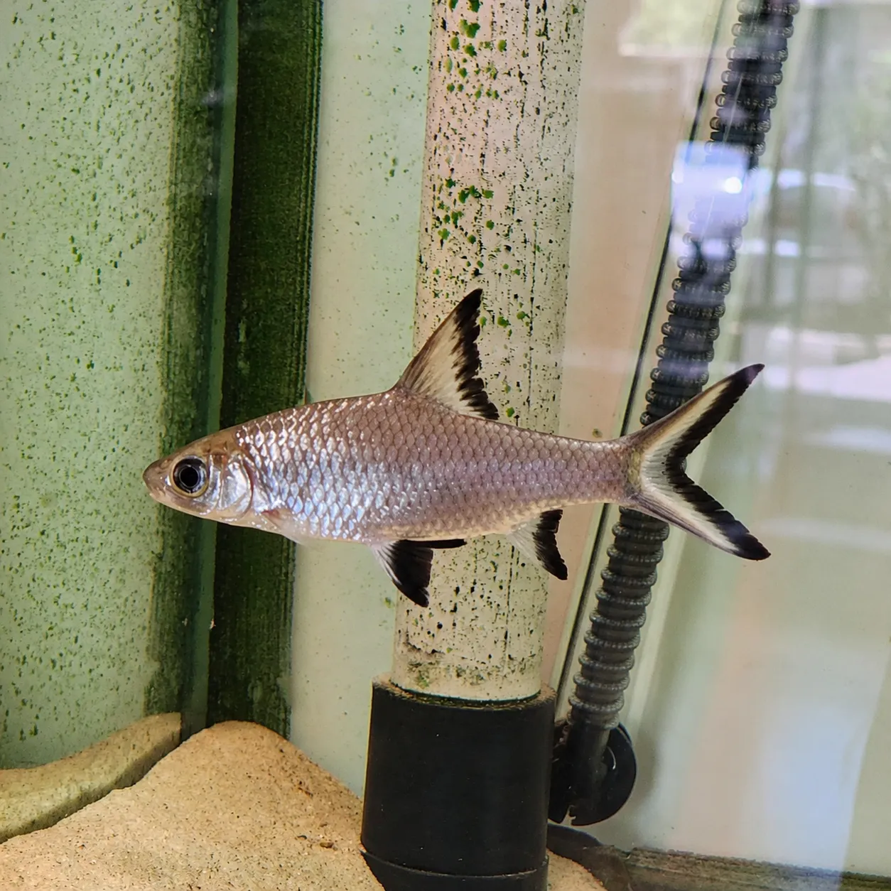 silver-shark-10-12cm-1 ماهی سیلور شارک بزرگ (Silver Shark) سایز ۱۰ تا ۱۲ سانت