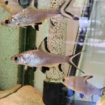 ماهی سیلور شارک بزرگ (Silver Shark) سایز ۱۰ تا ۱۲ سانت - تصویر 2