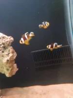 دلقک‌ماهی معمولی سایز یک‌بندی | Common Clownfish - تصویر 4