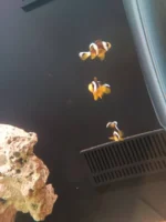 دلقک‌ماهی معمولی سایز یک‌بندی | Common Clownfish - تصویر 3