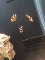 دلقک‌ماهی معمولی سایز یک‌بندی | Common Clownfish - تصویر 2