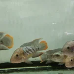 ماهی گرین تیلور مولد (Green Terror Breeding) | گوشت‌ خوار - تصویر 2