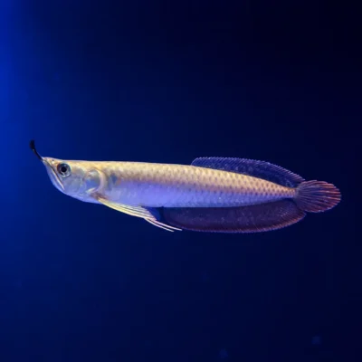 ماهی آروانا سیلور ۱۴ سانت (Silver Arowana)