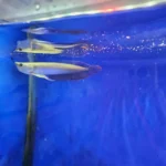 ماهی آروانا سیلور ۱۴ سانت (Silver Arowana) | گوشت‌خوار - تصویر 2